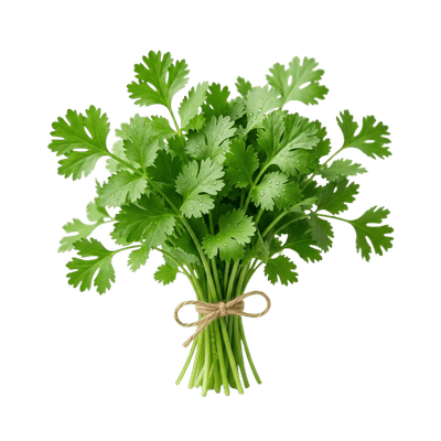 Coriander